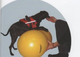 279968 Rehabilitační míč pro psy FitPAWS, žlutý 40cm